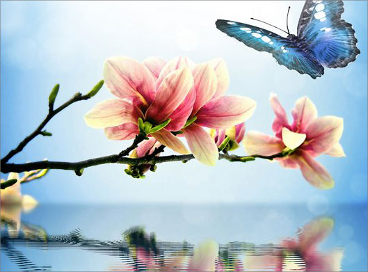 تصویر با کیفیت از شاخه گل با شکوفه های صورتی ، دریاچه و آب و پروانه
