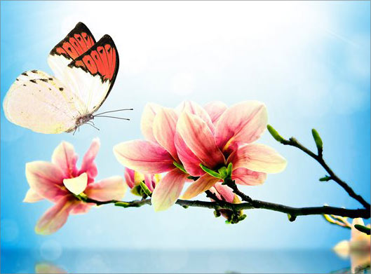 تصویر با کیفیت از شاخه با شکوفه های صورتی و پروانه و آب