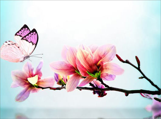 دانلود عکس با کیفیت از شاخه درخت با شکوفه های بهاری و پروانه و آب