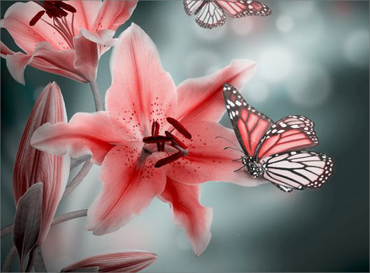 تصویر با کیفیت از گلهای لیلیوم صورتی و پروانه ها