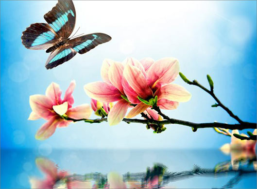 عکس با کیفیت از شاخه و شکوفه و پروانه آبی