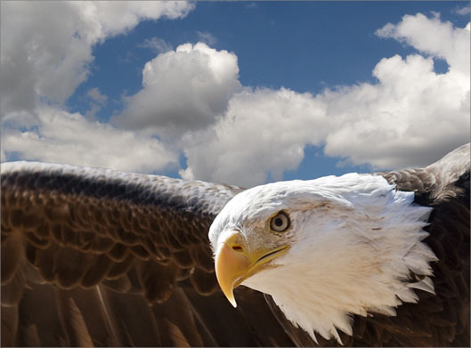 تصویر با کیفیت از نمای نزدیک عقاب در آسمان