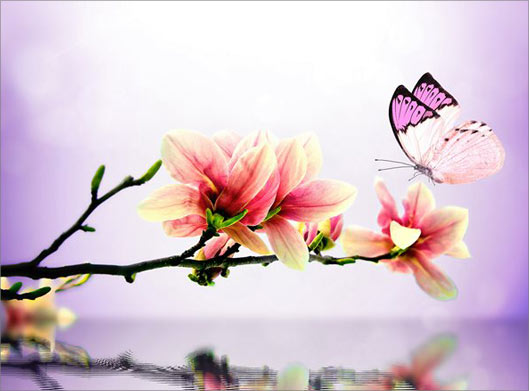 تصویر با کیفیت از شاخه درخت و شکوفه های صورتی و پروانه و آب با تم بنفش