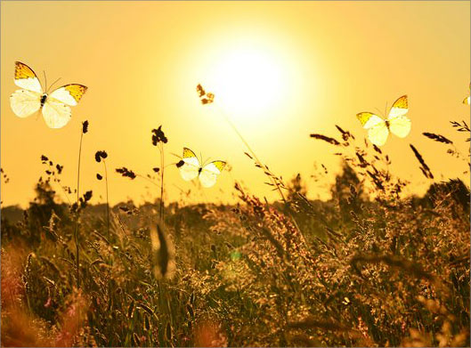 دانلود عکس با کیفیت از علفزار و پروانه ها در طلوع خورشید