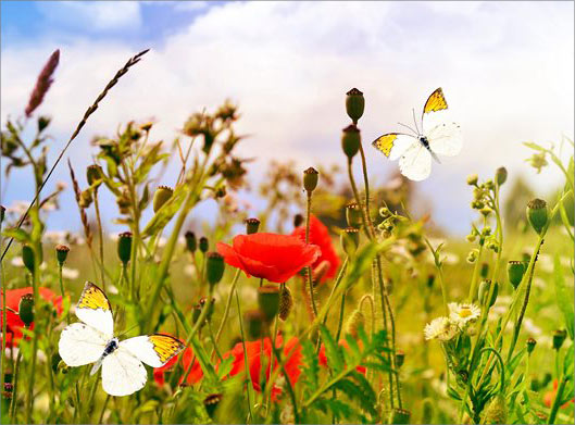 دانلود عکس با کیفیت از گلهای شقایق و علفزار و پروانه ها