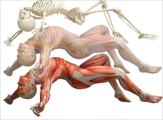 دانلود عکس با کیفیت از آناتومی بدن و آناتومی ماهیچه ای و عضلانی و آناتومی اسکلت استخوانی