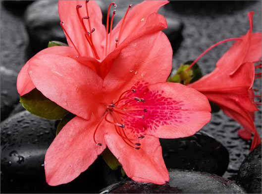 دانلود تصویر با کیفیت از گلهای لیلیوم قرمز روی سنگ های سیاه
