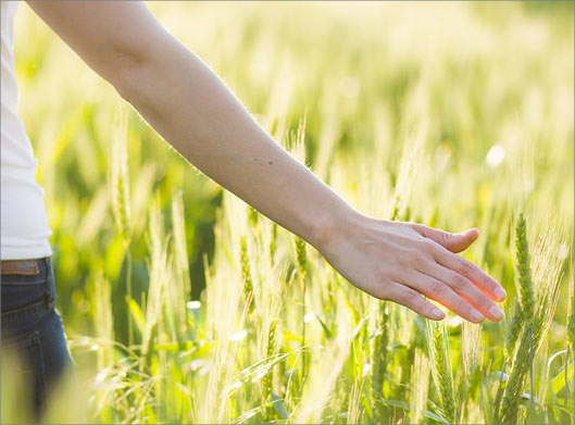 عکس با کیفیت از لمس گندم ها در گندمزار سبز