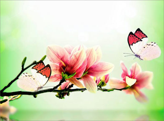 تصویر با کیفیت از طرح پوستر شاخه شکوفه های بهاری و پروانه با تم سبز
