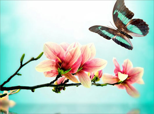 تصویر با کیفیت از شاخه درخت و شکوفه های صورتی بهاری و پروانه