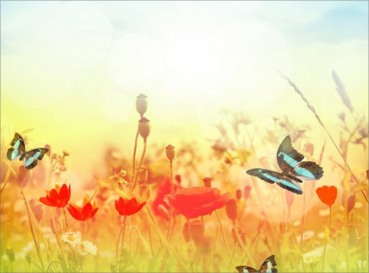 تصویر با کیفیت از طبیعت و پروانه ها و گلهای لاله