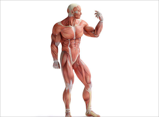 دانلود تصویر با کیفیت از آناتومی ماهیچه ای و عضلانی بدن انسان