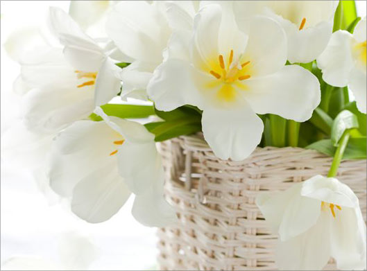 عکس با کیفیت از گلدان حصیری با گلهای سفید