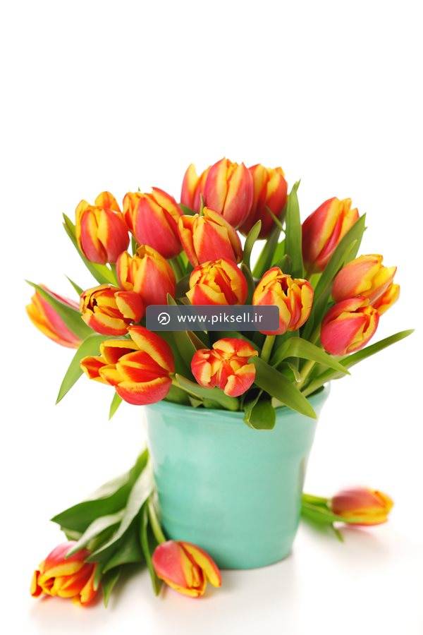 دانلود عکس با کیفیت از سطل با گلهای لاله یا شقایق نارنجی با بکگراندسفید