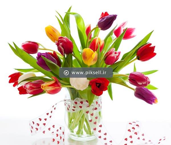 دانلود عکس با کیفیت از گلدان با گلهای لاله رنگی و بکگراندسفید