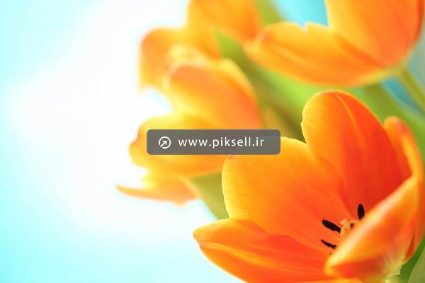 دانلود عکس با کیفیت از نمای نزدیک گلهای نارنجی