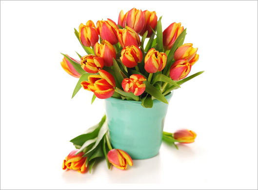 دانلود عکس با کیفیت از سطل با گلهای لاله یا شقایق نارنجی با بکگراندسفید