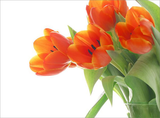 دانلود عکس با کیفیت از گلهای شقایق نارنجی و بکگراندسفید