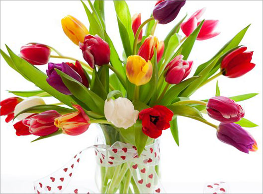 دانلود عکس با کیفیت از گلدان با گلهای لاله رنگی و بکگراندسفید