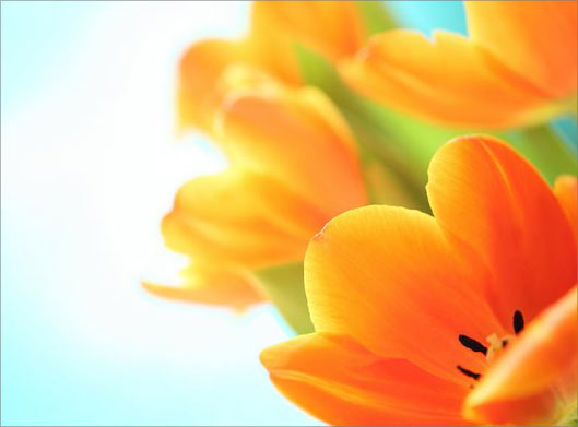 دانلود عکس با کیفیت از نمای نزدیک گلهای نارنجی