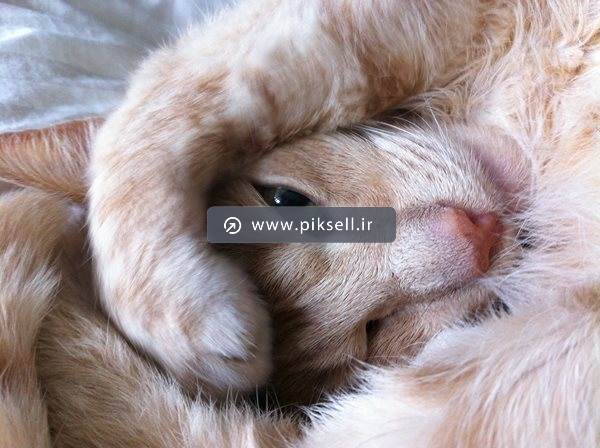 عکس با کیفیت از گربه خوابیده قهوه ای رنگ