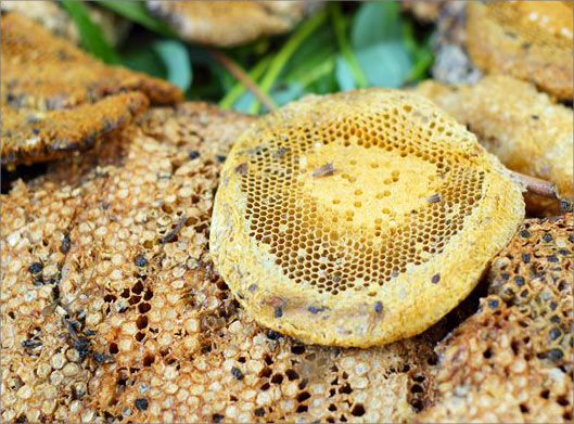 عکس با کیفیت از عسل و موم طبیعی