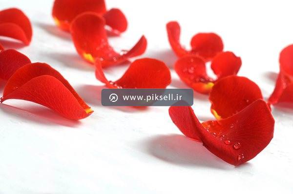 دانلود عکس با کیفیت از گلبرگ های گل رز قرمز