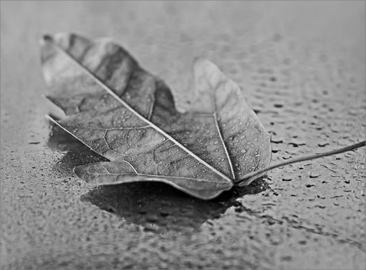 دانلود عکس با کیفیت از تصویر سیاه و سفید برگ روی زمین بارانی