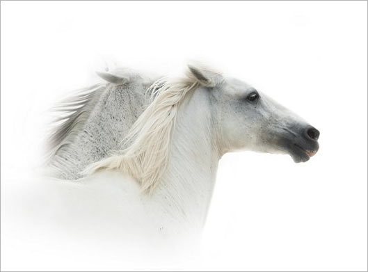 عکس با کیفیت از دو اسب سفید با بکگراندسفید