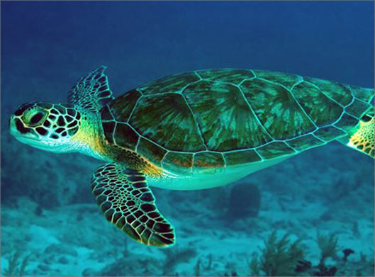دانلود عکس با کیفیت از لاکپشت غول پیکر در زیر دریا