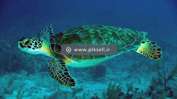 دانلود عکس با کیفیت از لاکپشت غول پیکر در زیر دریا