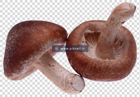 فایل دوربری شده قارچ با پسوند png ترانسپرنت