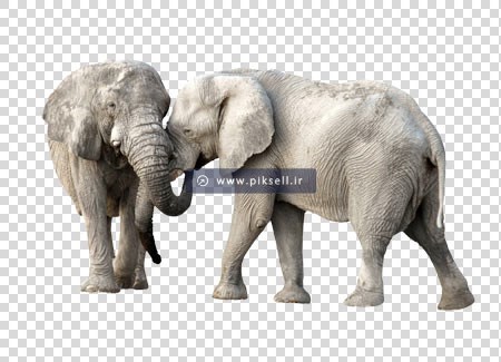 فایل ترانسپرنت و دوربری شده فیل ، با پسوند png