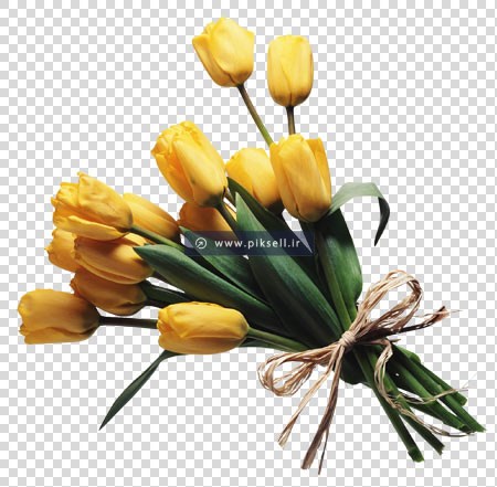 فایل ترانسپرنت دسته گل لاله زرد با پسوند png و بدون بکگراند