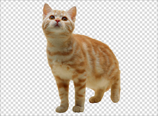 دانلود فایل دوربری شده و png گربه با کیفیت بالا و بدون پس زمینه