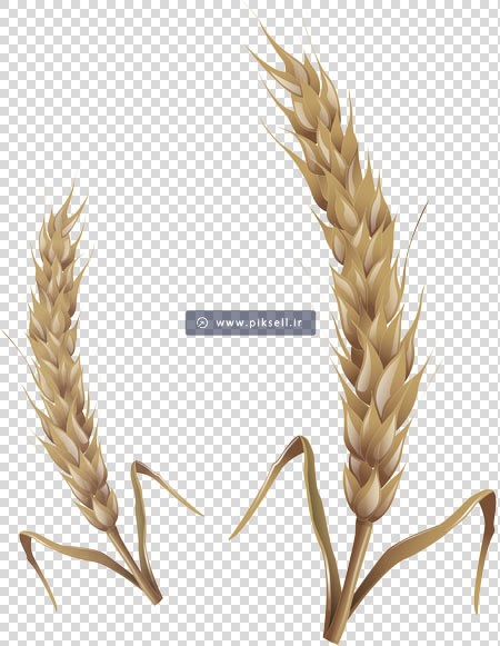 فایل png خوشه های طلایی گندم بصورت دوربری شده