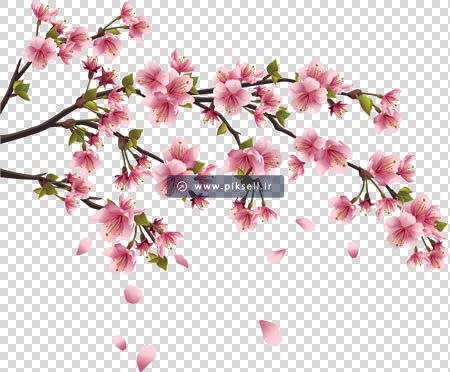فایل دوربری شده شاخه درخت با شکوفه های صورتی بهاری
