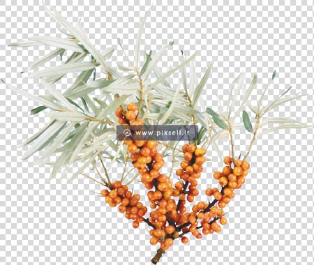 فایل png درختچه با میوه های نارنجی رنگ بدون پس زمینه