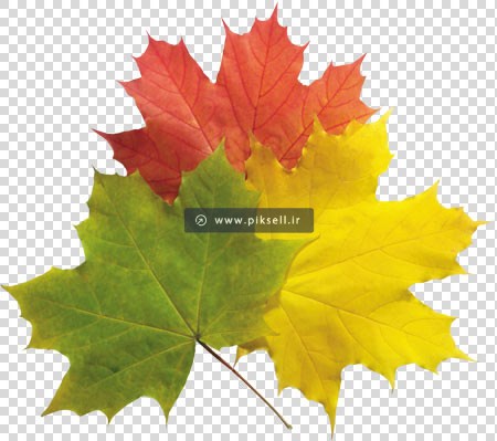 دانلود فایل png و دوربری شده برگ های پاییزی با کیفیت بالا