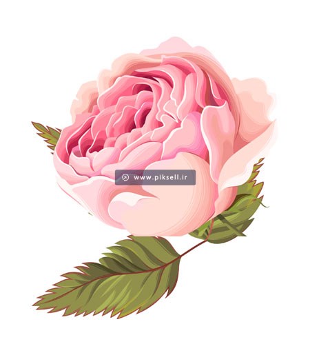 فایل وکتور گل رز صورتی زیبا ، ارائه شده با پسوندهای eps و ai