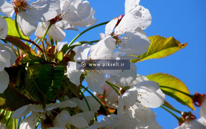 عکس با کیفیت از شکوفه های بهاری با فرمت jpg