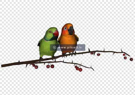 فایل دوربری شده طوطی های عاشق روی شاخه درخت با پسوند png