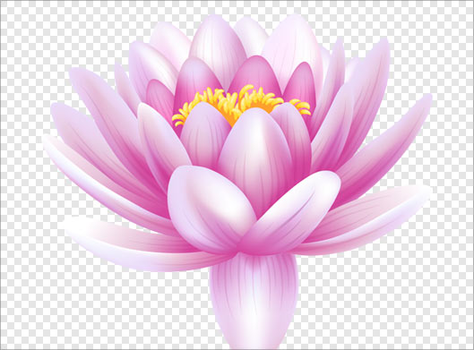 فایل دوربری شده گل زیبای نیلوفر آبی با فرمت png