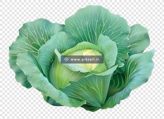 تصویر دوربری شده کاهو پیچ با فرمت png و کیفیت بالا