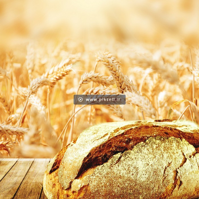 دانلود تصویر با کیفیت استوک گندمزار طلایی رنگ