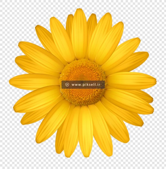فایل png دوربری شده گل زرد رنگ بصورت ترانسپرنت