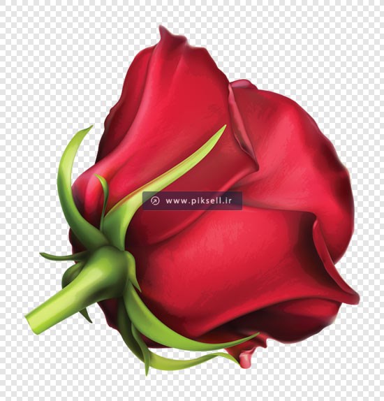 دانلود فایل png گل زیبای رز قرمز رنگ