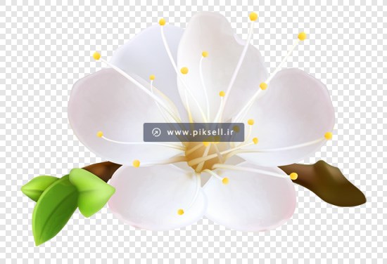 فایل دوربری شده و ترانسپرنت شکوفه بهاری با فرمت png