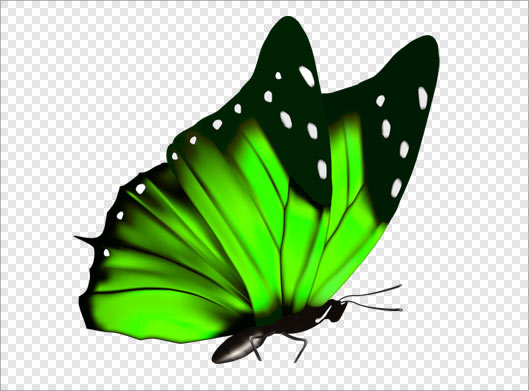 فایل png دوربری شده پروانه سبز بصورت ترانسپرنت
