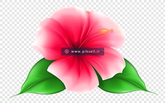 فایل png گل پریوش بصورت ترانسپرنت دوربری شده